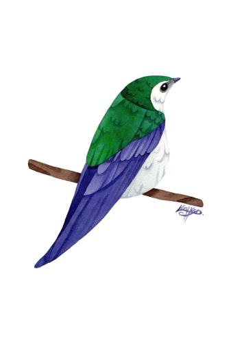 Hirondelle à face blanche